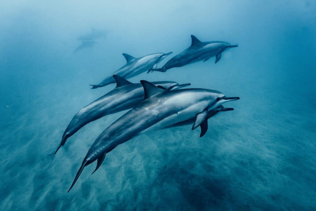 Chronotyp Delfin - mehrere schwimmen im Meer nebeneinander