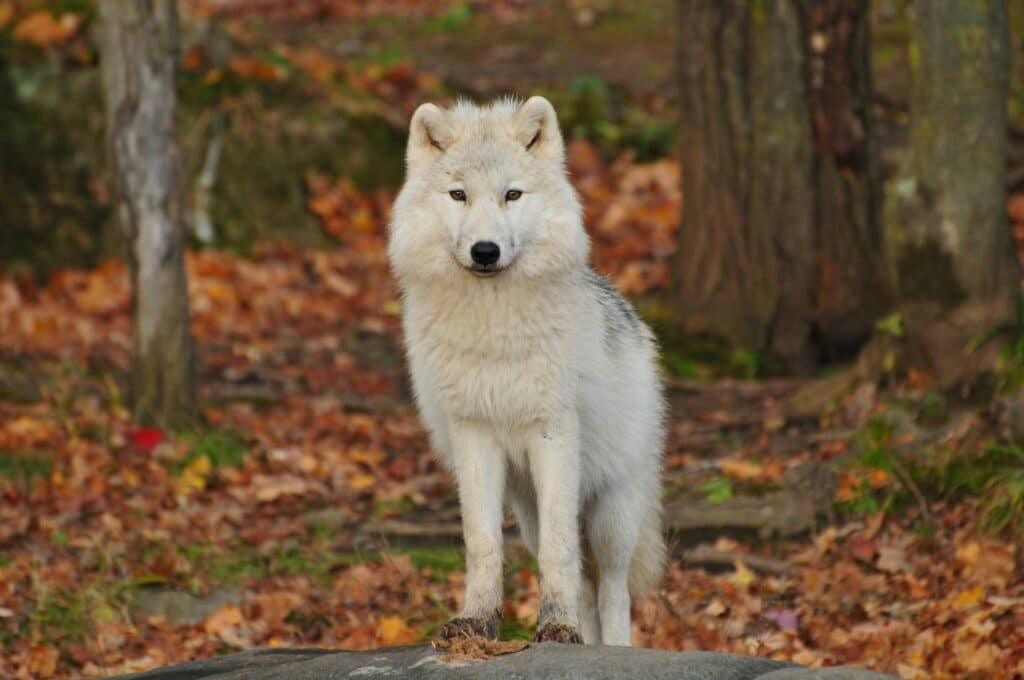 Chronotyp Wolf - heller Wolf steht im Wald